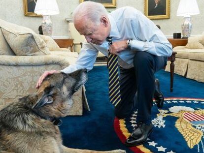 Champ, uno de los perros del presidente Joe Biden.