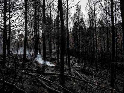 Rescoldos humeantes en una zona forestal del Concejo de Valdés, uno de los mas afectados por la ola de incendios de la semana pasada en Asturias, el pasado día 5.