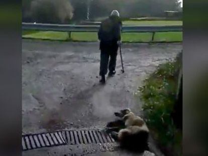 Un hombre graba la agresión y recrimina al autor de la brutal paliza al can, que ha muerto