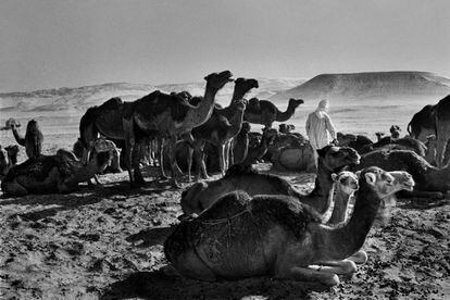 Los camellos de Mansur, en el oasis de Bahariya.