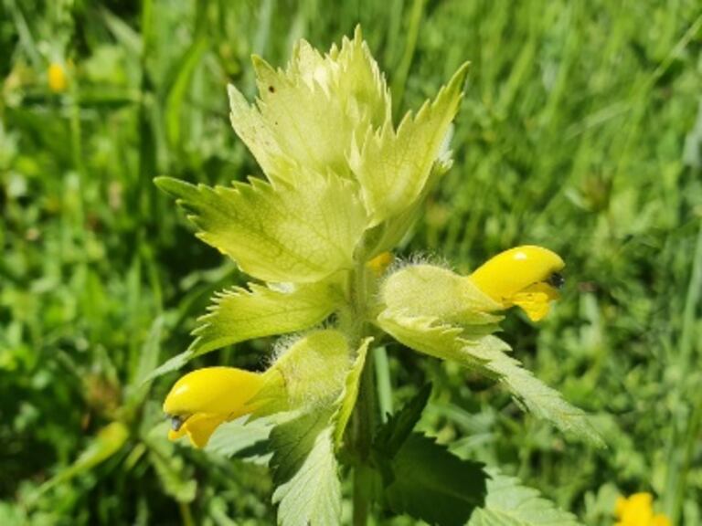 La rhinanthus alectorolophus es conocida como sonajero amarillo.