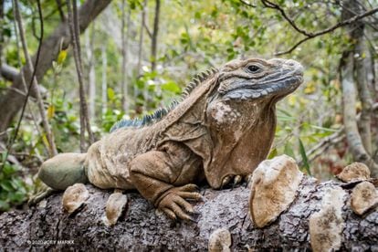 Iguana de Jamaica ('Cyclura collei').