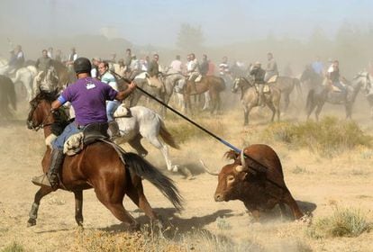 Un hombre a caballo clava una lanza al toro durante el festejo del Toro de la Vega.