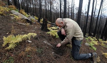 Ángel Iglesias, ingeniero forestal de la Junta de Castilla y León, examina el suelo tras el incendio que arrasó el monte en Gavilanes, Ávila.