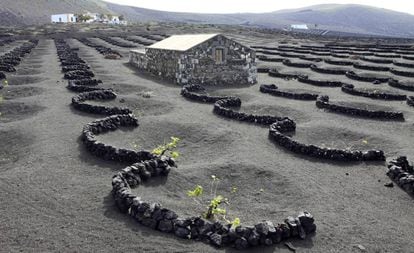 Los vinos volcánicos son los más característicos de Canarias. En Bodegas El Grifo, una de las más antiguas del archipiélago, puede visitarse este tipo de cultivo.