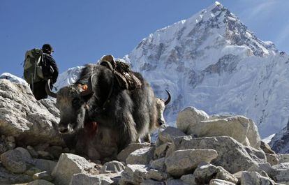 Dos yaks, junto a un alpinista en el Everest.