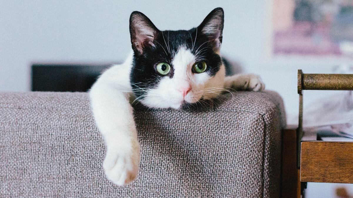 Los mejores protectores de sofá para evitar arañazos de gatos | Escaparate:  compras y ofertas | EL PAÍS