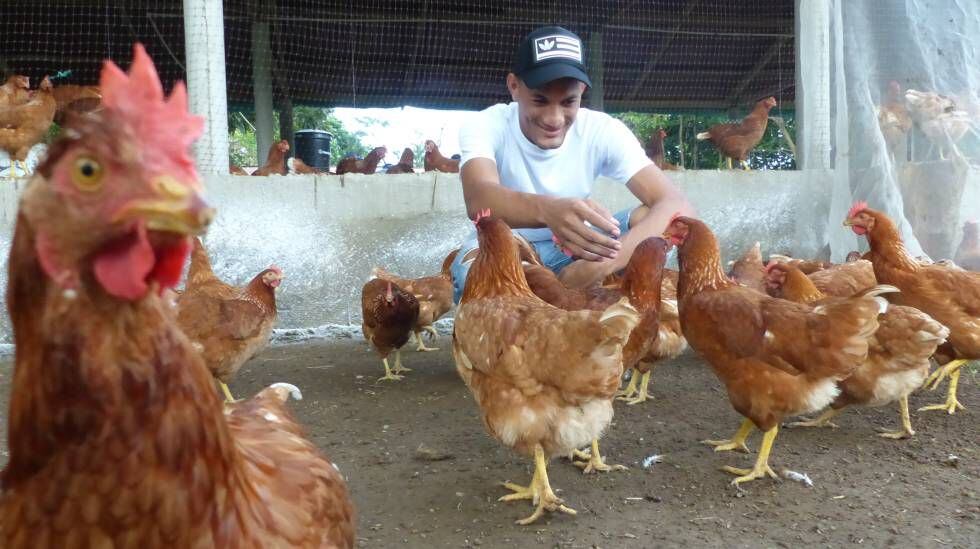 El ingeniero mecánico Riky Villar, en la granja de gallinas, en Dibulla.