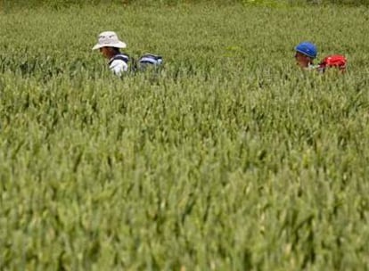 Dos excursionistas sortean un campo de cereal en Redecilla del Camino, en Burgos.