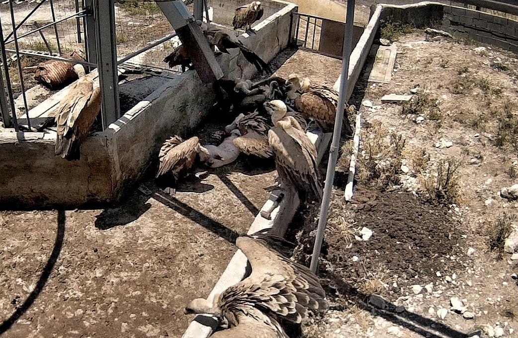 Varios buitres devoran el cadáver de un cerdo, dejado a la intemperie por 36 horas en la 'Granja del terror', en Burgos.