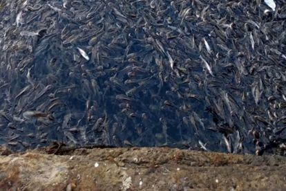 Centenares de peces muertos en Yavaros.