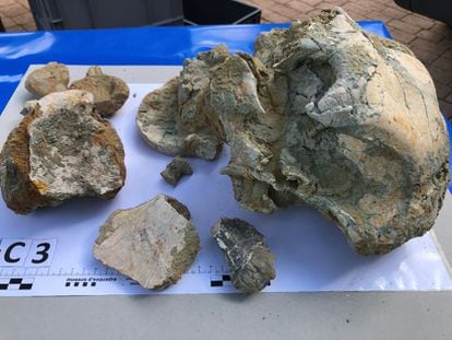 Image of the fossils seized from Chiqui L.