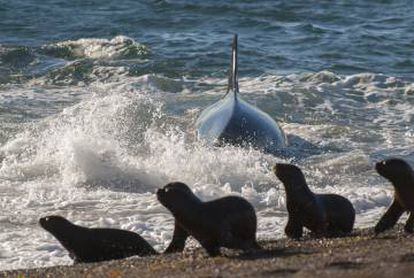 Una orca cazando leones marinos en península Valdés, en Agentina.