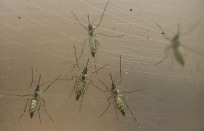 El mosquito Aedes aegypti.