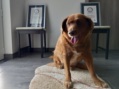 Bobi, un perro portugués de pura raza Rafeiro do Alentejo, posa para una fotografía con sus certificados del Récord mundial Guinness por ser el perro más longevo, el sábado 20 de mayo de 2023.