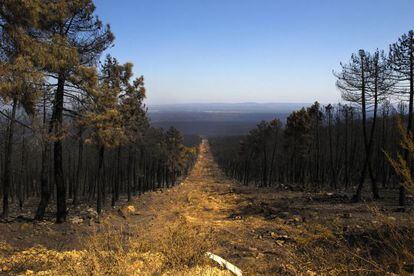 Vista desde un cortafuegos en la sierra de Teleno (Le&oacute;n), tras el incendio que ha devorado 10.000 hect&aacute;reas.