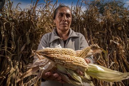 MEXICO CITY MARCH 04, 2021.- The priority welfare programs operated by Agriculture aim to support women who carry out productive activities in the Mexican countryside.  Last year, the Production for Welfare program supported 701,762 small- and medium-scale women producers of corn, beans, wheat, rice, sugar cane, coffee, chia, amaranth and the milpa system, among other food products;  they represented 31 percent of the total number of beneficiaries.  By 2021, this support base will increase to 760,000 women, that is, 33.5 percent of the intended beneficiaries.  With a budget of 13.5 billion pesos (22.7 percent more than in 2020), it is estimated to support 2.3 million small-scale farmers.  PHOTO: JUAN PABLO ZAMORA/SADER/CUARTOSCURO.COM