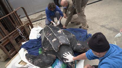 El ejemplar de tortuga laúd recibe sus primeros tratamientos en el Oceanogràfic de Valencia.