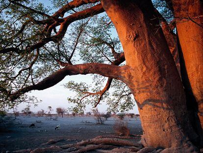 El baobab de Chapman tiene unos 25 metros de diámetro. De esta especie se aprovecha todo. 