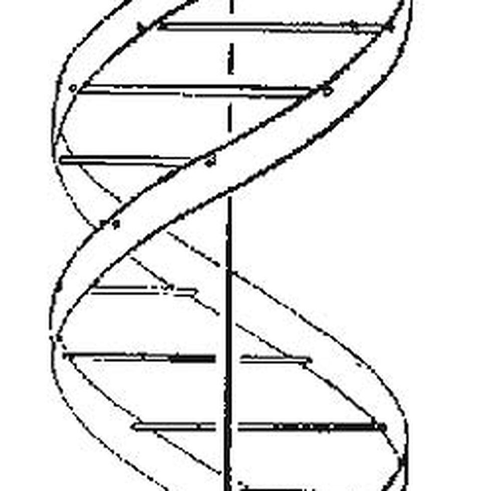 El descubrimiento de la estructura del ADN cumple 50 años | Sociedad | EL  PAÍS