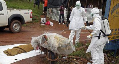 Varias enfermeras liberianas desinfectan una víctima del ébola en la calle en una calle en Virginia, a las afueras de la capital Monrovia, en Liberia.