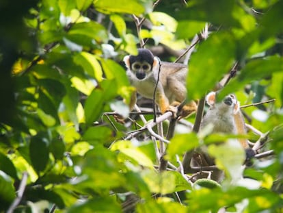 La Reserva Mamirauá tiene una gran densidad de especies de animales, como el mono oloroso.