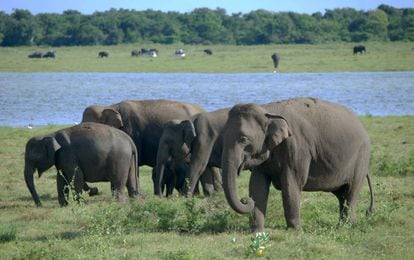 Elefantes en el parque nacional de Kaudulla.