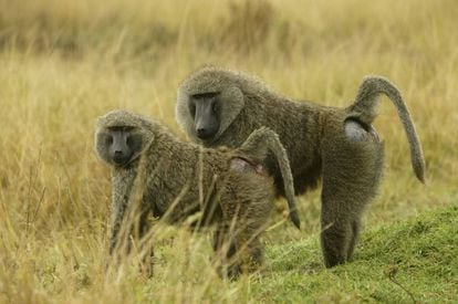 Los babuinos tenían un mundo social muy complejo, con relaciones estrechas entre individuos no siempre emparentados.
