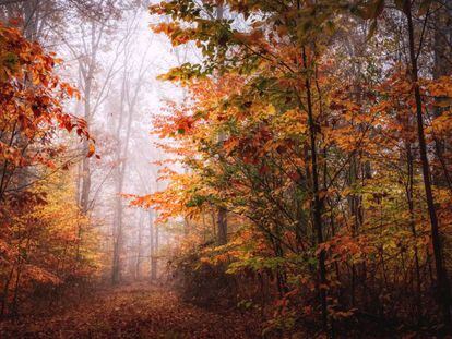Un bosque con los coloresdel otoño en las hojas, en Hillsborough, Nueva Jersey (Estados Unidos). 