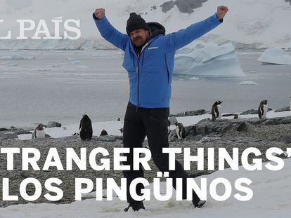 El poli de ‘Stranger Things’ danza con pingüinos