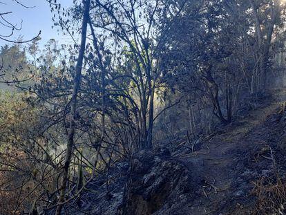 Incendio forestal controlado por el Cuerpo de Bomberos Voluntarios de Sutatenza,  en la vereda Peñas en el municipio de la Capilla (Boyacá), el 22 de enero de 2024.