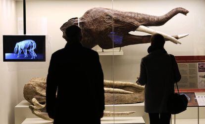 Dos visitantes observan los colmillos de un mastodonte.