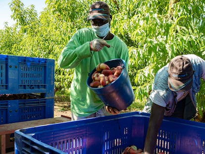 Trabajadores en una explotación agrícola de Torres del Segre, recogiendo paraguayos, el pasado mes de julio.