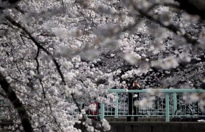 Cerezos en flor en el templo Yasukuni de Tokio, referente que marca el inicio del 'sakura' en la capital. 
