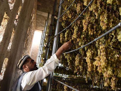 Un granjero afgano en su secadero &#039;keshmesh jan&aacute;&#039;, literalmente casa de la uva, en Kabul. 