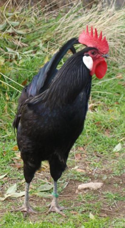 Una gallina negra castellana.