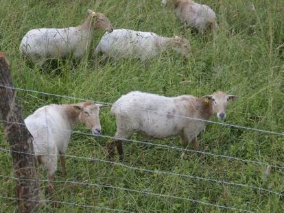Cinco de las 15 ovejas que han estado pastando en un parque de San Sebasti&aacute;n.