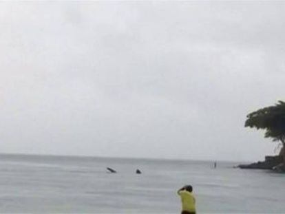 El ejemplar fue encontrado cerca a la playa de Copacabana en Río de Janeiro