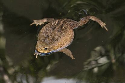 Sapo de caña ('Rhinella marina')
