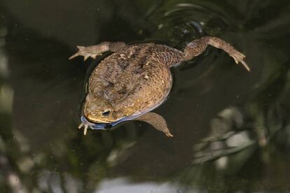 Rhinella marina. 