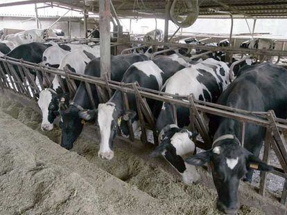 Una granja de vacas en la localidad de Leaburu (Guipúzcoa).