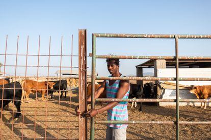 Madou Traoré, 28 años, cierra la puerta del ganado en la finca donde trabaja en Malpartida (Cáceres).