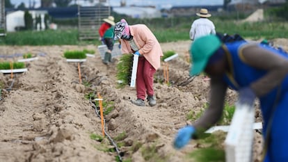 Una cuadrilla de jornaleros trabaja en un campo en Murcia, este viernes.