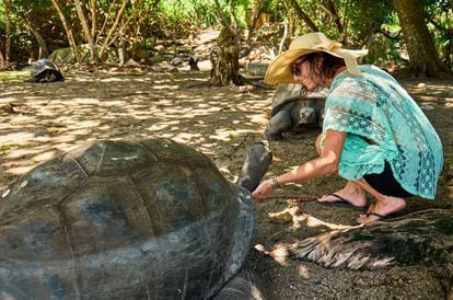 Una turista acaricia a una tortuga gigante de Aldabra ('Aldabrachelys gigantea') en la isla de Curiesue, cerca de Praslín, en Seychelles.