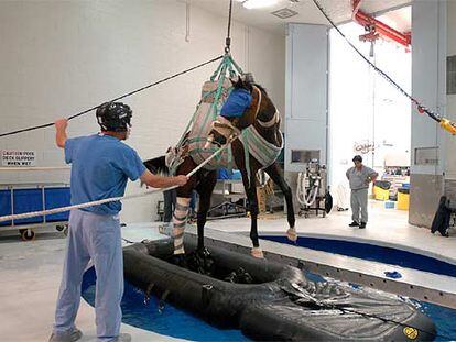 El caballo fue introducido en una piscina poco después de la operación en la Universidad de Pensilvania. En la foto de abajo,