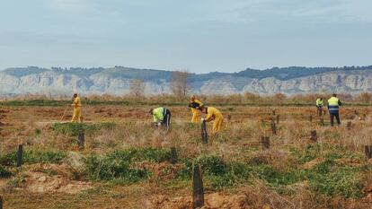 Uno de los proyectos de Reforestum.