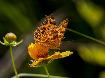 Una mariposa sobre una flor, en el humedal de Sangu, Corea del Sur.