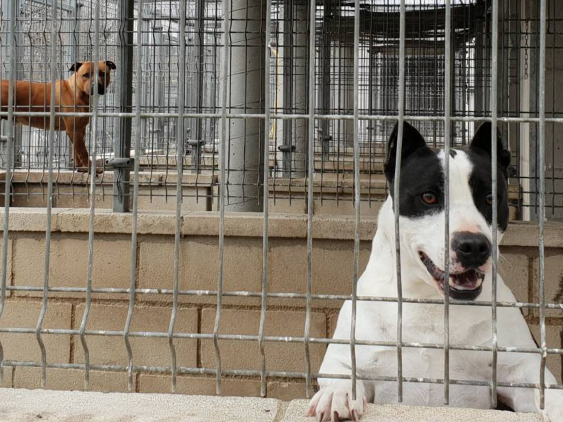 puedes llevar perros al refugio