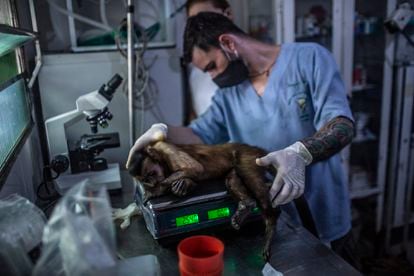 Pesaje de un capuchino para proceder a su sedación y posterior vasectomía. También se analizará la presencia de arbovirus (virus transmitidos por artrópodos).   