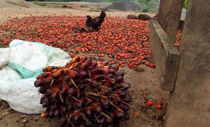Recolección de frutos de la palma aceitera en una plantación industrial en Camerún, uno de los principales productores africanos de aceite de palma.